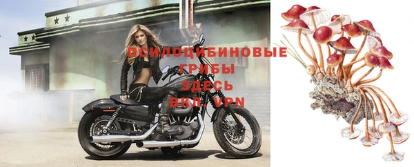 гашик Богданович